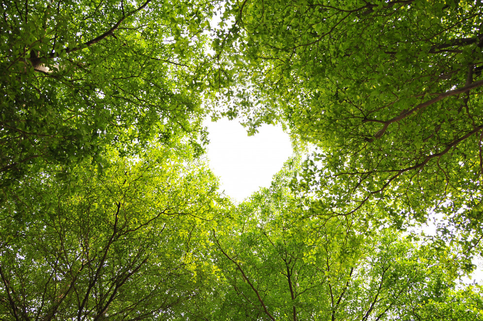 As a source of wood, forests are an important natural resource for Slovenia