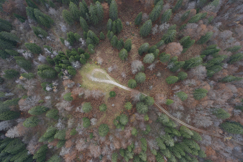 The Christmas trees from the forests of Kočevje are a symbol of Slovenia’s virtue regarding forests and forestry