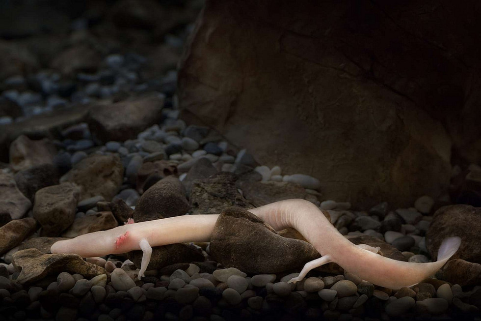 Postojna Cave built an underground laboratory for the hatchlings, in which their development was guided and monitored under strictly controlled conditions