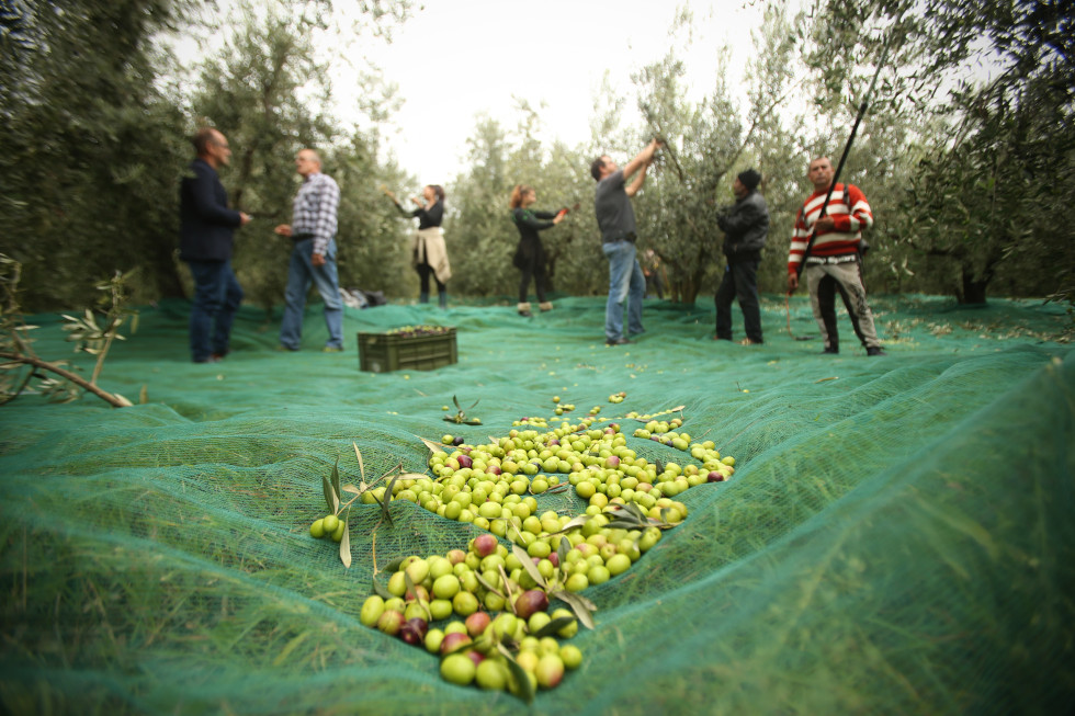 Olive ležijo na zeleni ponjavi, v ozadju ljudje obirajo oljke