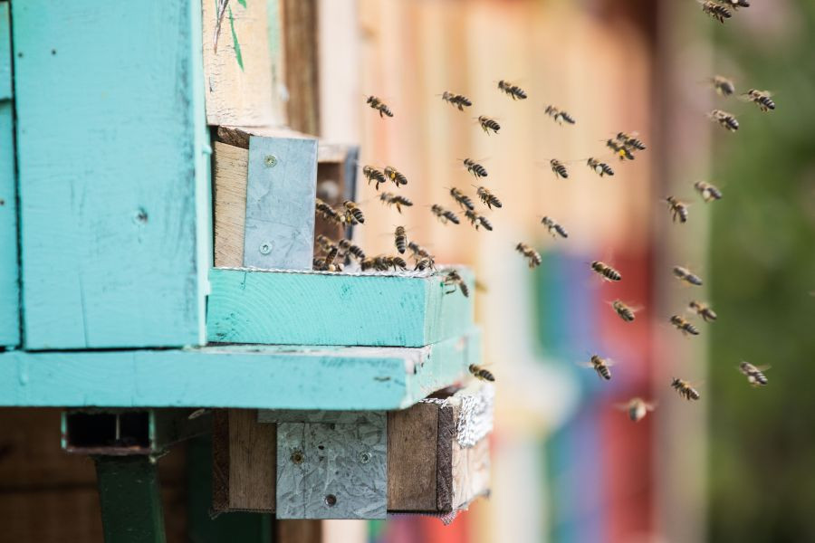 Bees fly into the beehive.