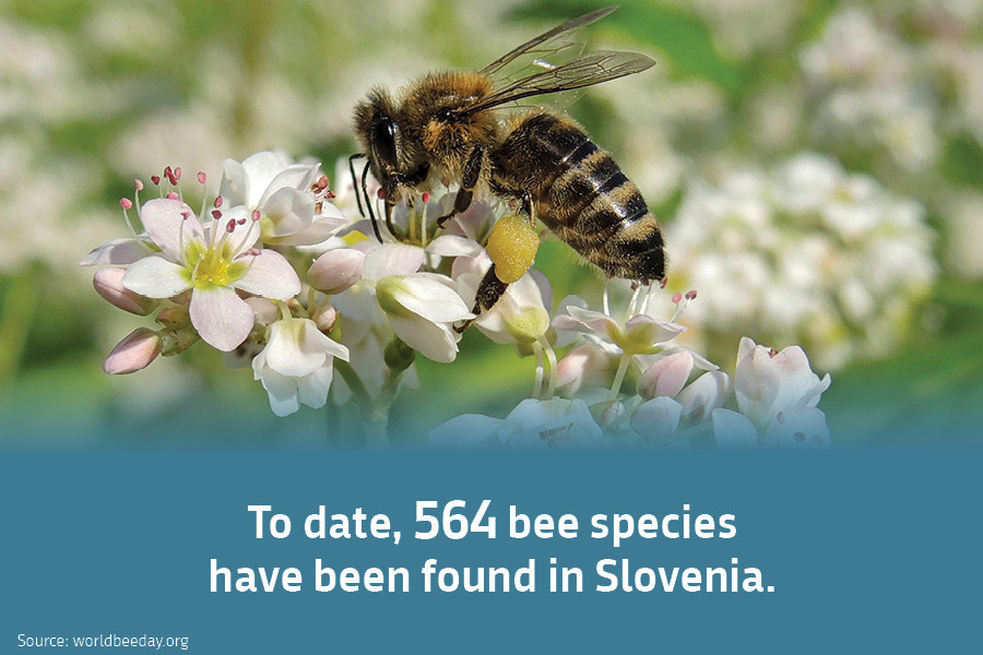 To date, 564 bee species have been found in Slovenia. Source: worldbeeday.org