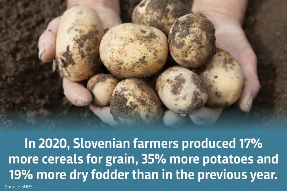 In 2020, Slovenian farmers produced 17 % more cereals for grain, 35 % more potatoes and 19 % more dry fodder than in the previous year. Source: SURS.