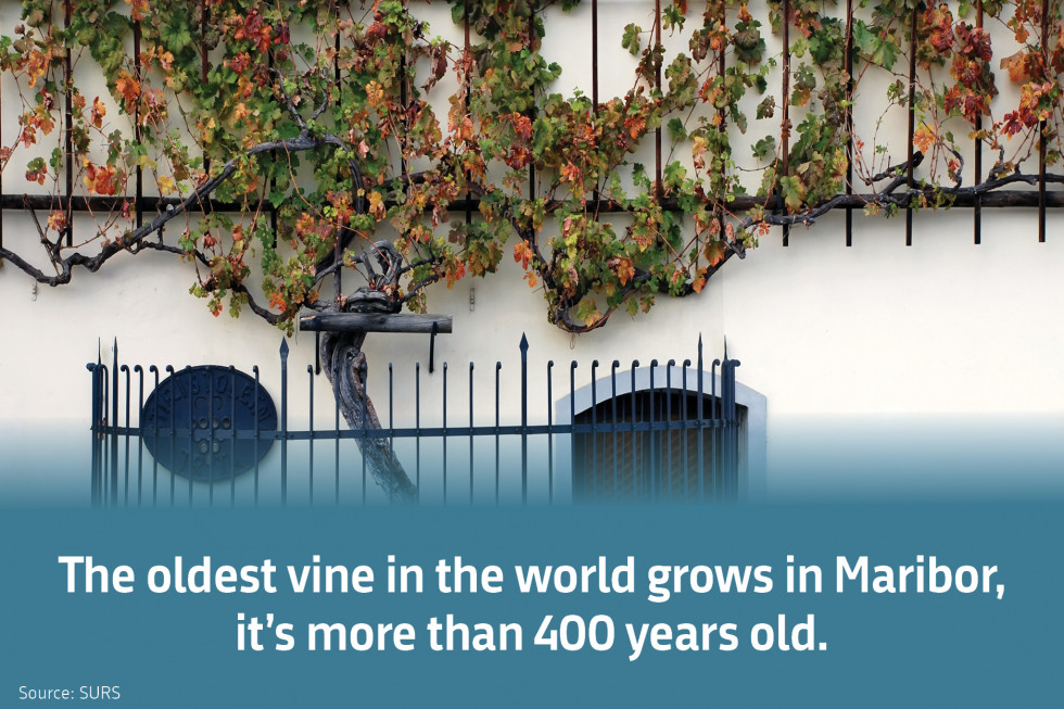 The oldest vine in Maribor.