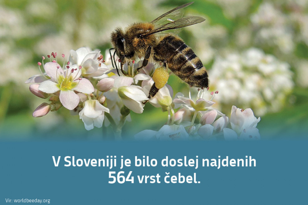 V Sloveniji je bilo doslej najdenih 564 vrst čebel. Vir: worldbeeday.org