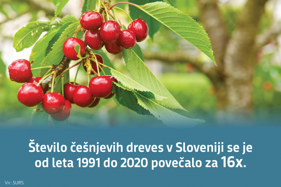 Število češnjevih dreves v Sloveniji se je od leta 1991 do 2020 povečalo za 16x. Vir: SURS