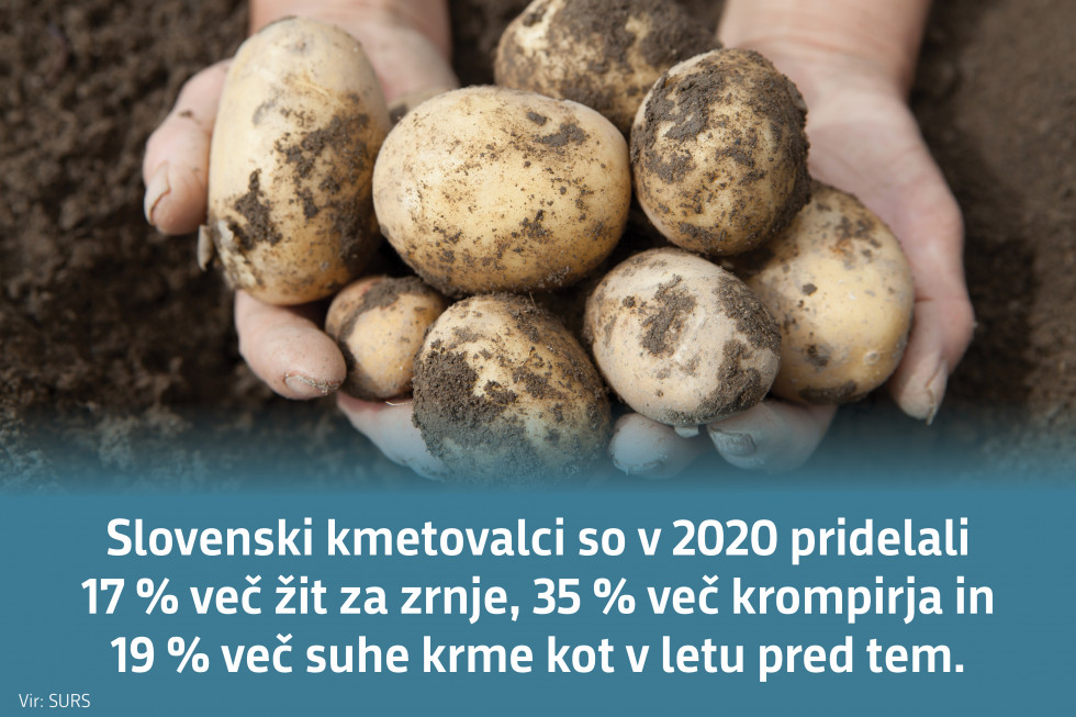 Slovenski kmetovalci so v 2020 pridelali 17 % več žit za zrnje, 35 % več krompirja in 19 % več suhe krme kot v letu pred tem. Vir: SURS.