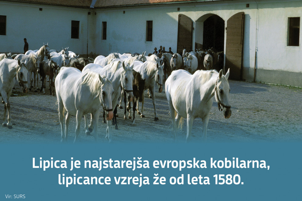Lipica je najstarejša evropska kobilarna, lipicance vzreja že od leta 1580. Vir: SURS